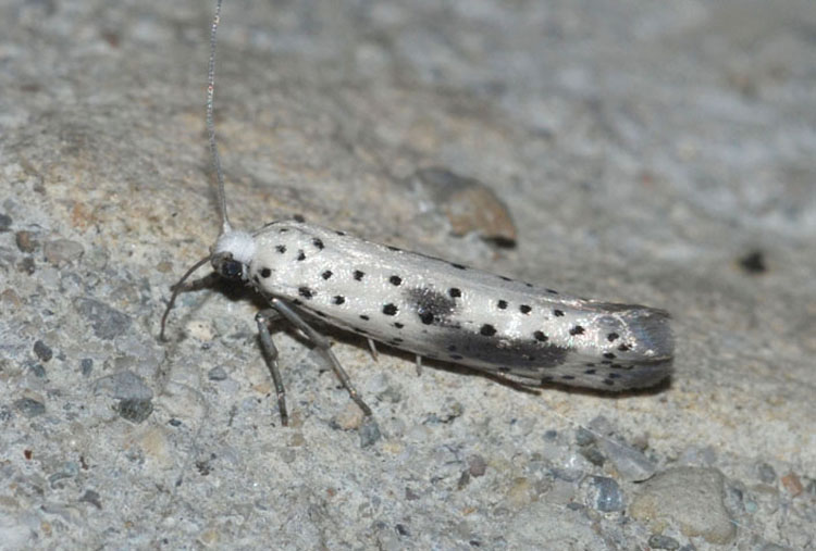 Yponomeutidae da conf.